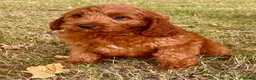 Cavapoo dogs for sale: 🥇TOP QUALITY F1 CAVAPOO PUPPIES READY TO LEAVE! - Advert 2
