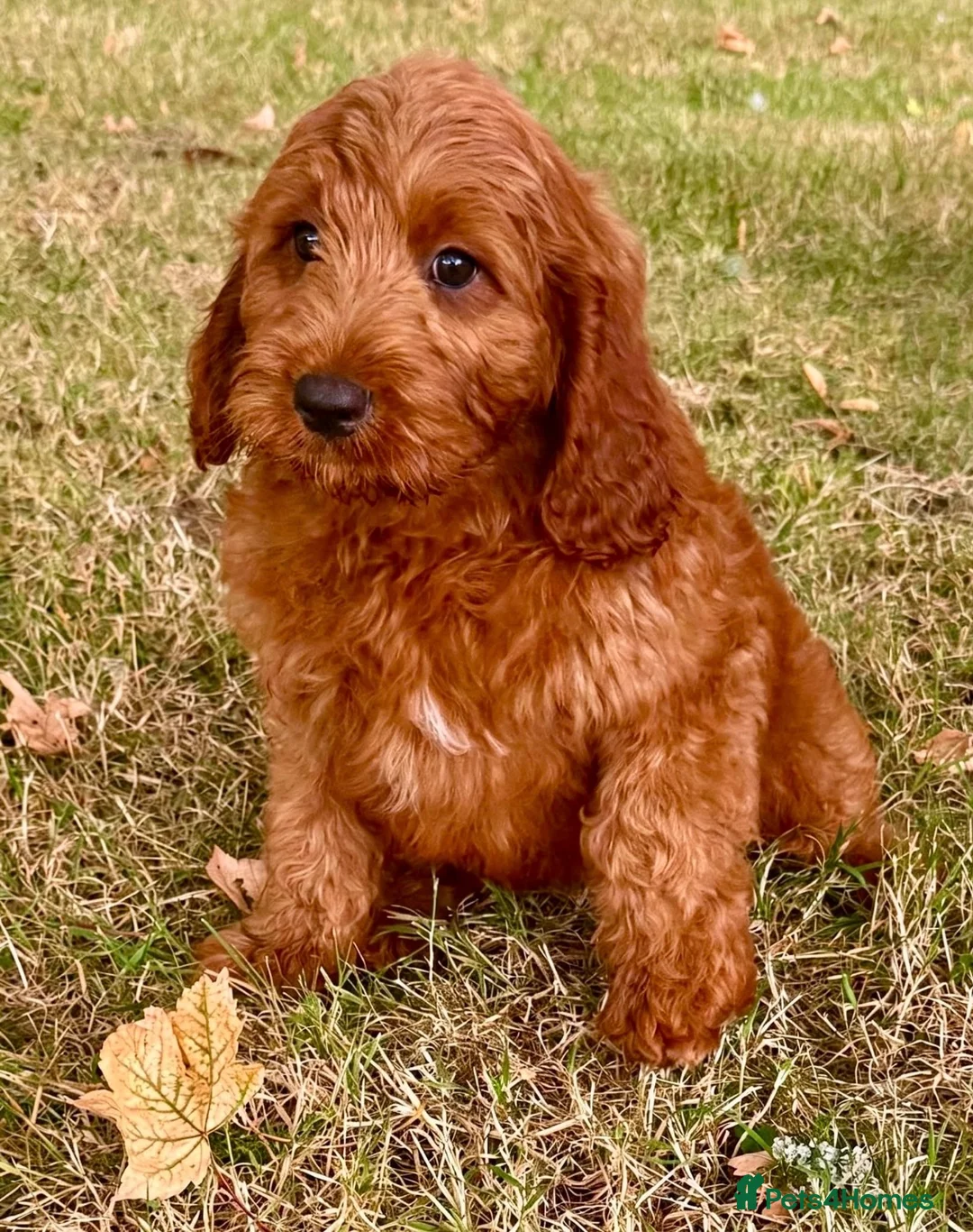 Cavapoo dogs for sale: 🥇TOP QUALITY F1 CAVAPOO PUPPIES READY TO LEAVE! - Advert 2