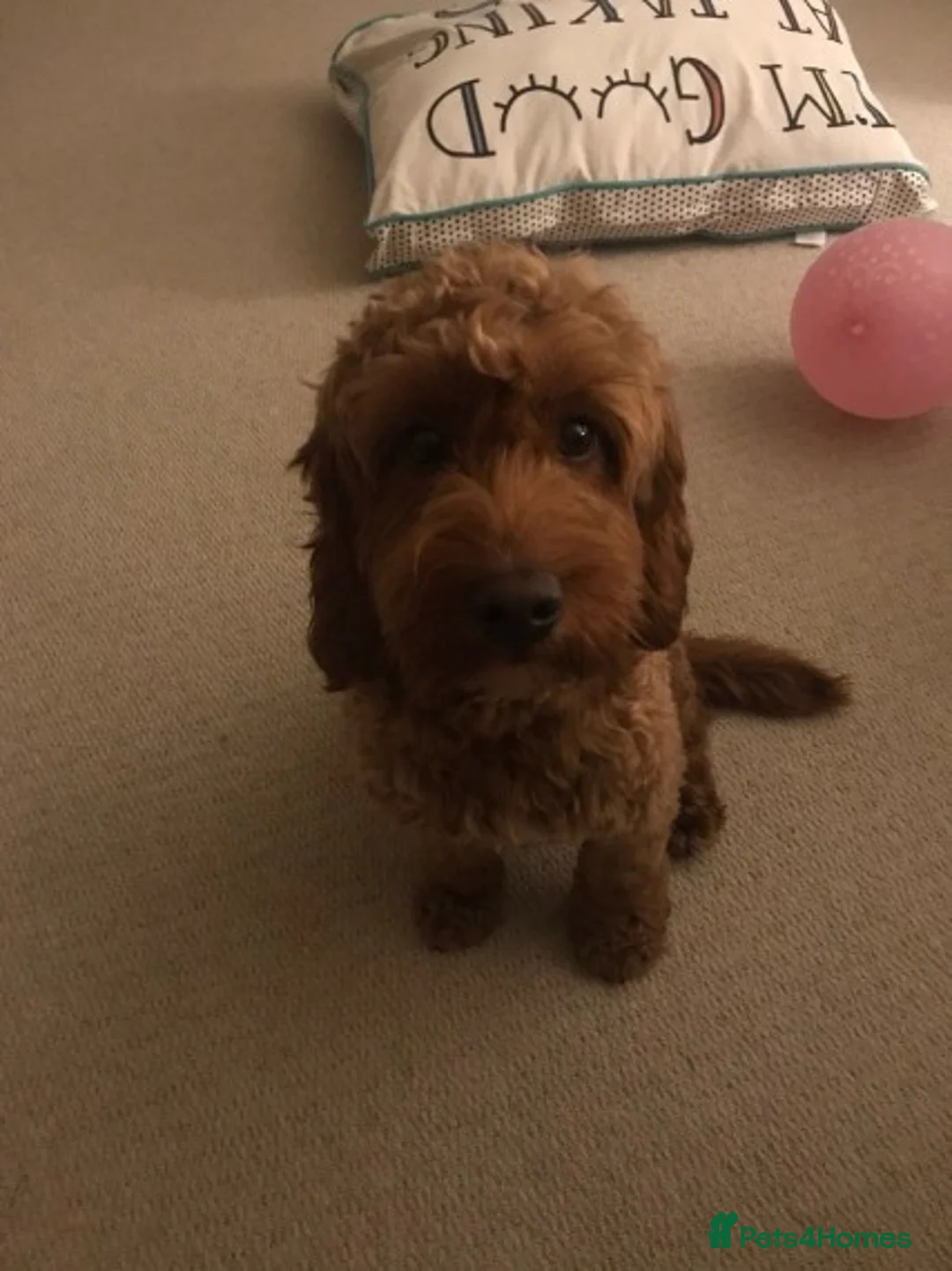 Cockapoo dogs for stud: STUD Red F1Cockerpoo in Matlock - Advert 4