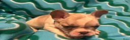 French Bulldog dogs for sale: KC French Bulldog puppies  - Advert 28