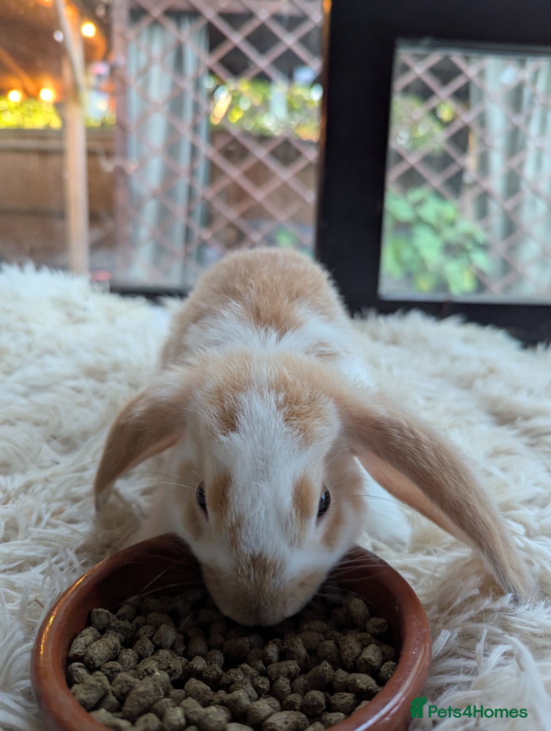 English Lop rabbits for sale: Lop mixed dot baby bunnies - Image 12