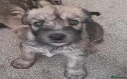 Soft Coated Wheaten Terrier dogs for sale: Soft coated wheaten terrier puppies  - Image 9