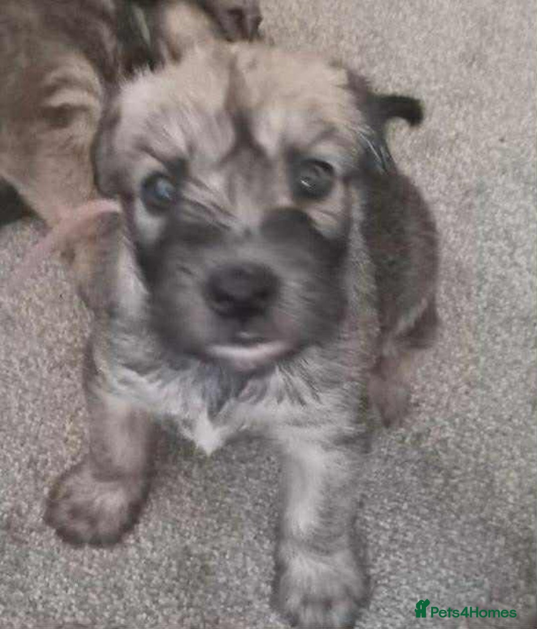 Soft Coated Wheaten Terrier dogs for sale: Soft coated wheaten terrier puppies  - Image 9