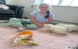 Mini Lop rabbits for sale: Mini lop rabbits  - Image 2