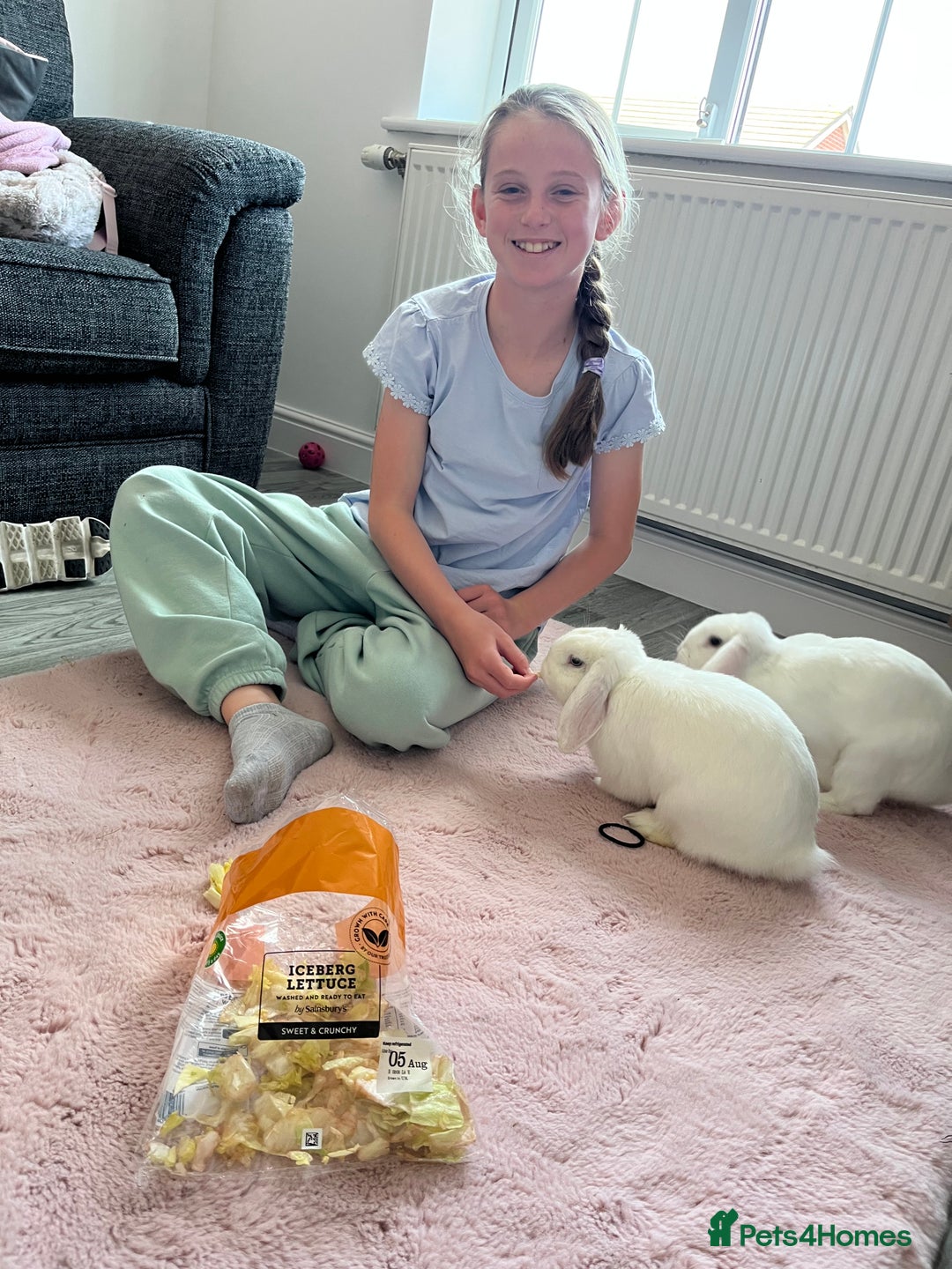Mini Lop rabbits for sale: Mini lop rabbits  - Image 2