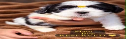 Shih Tzu dogs for sale: Beautiful Shih Tzu Puppies – Boys & Girls - Advert 27