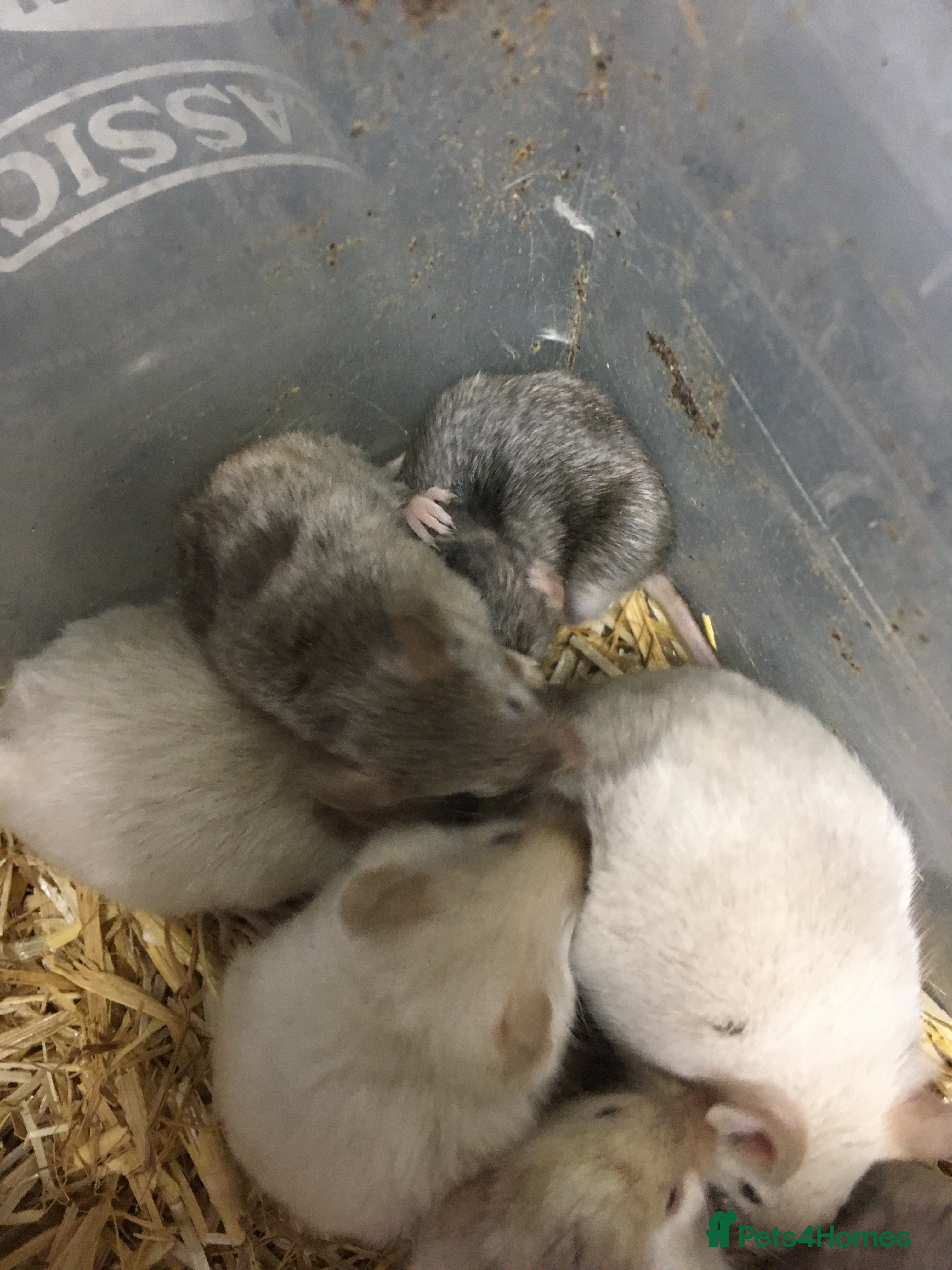 Mouse rodents Satin and het satin mice for sale.  - Advert 1