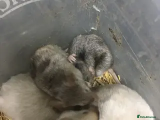 Mouse rodents Satin and het satin mice for sale. - Advert 1
