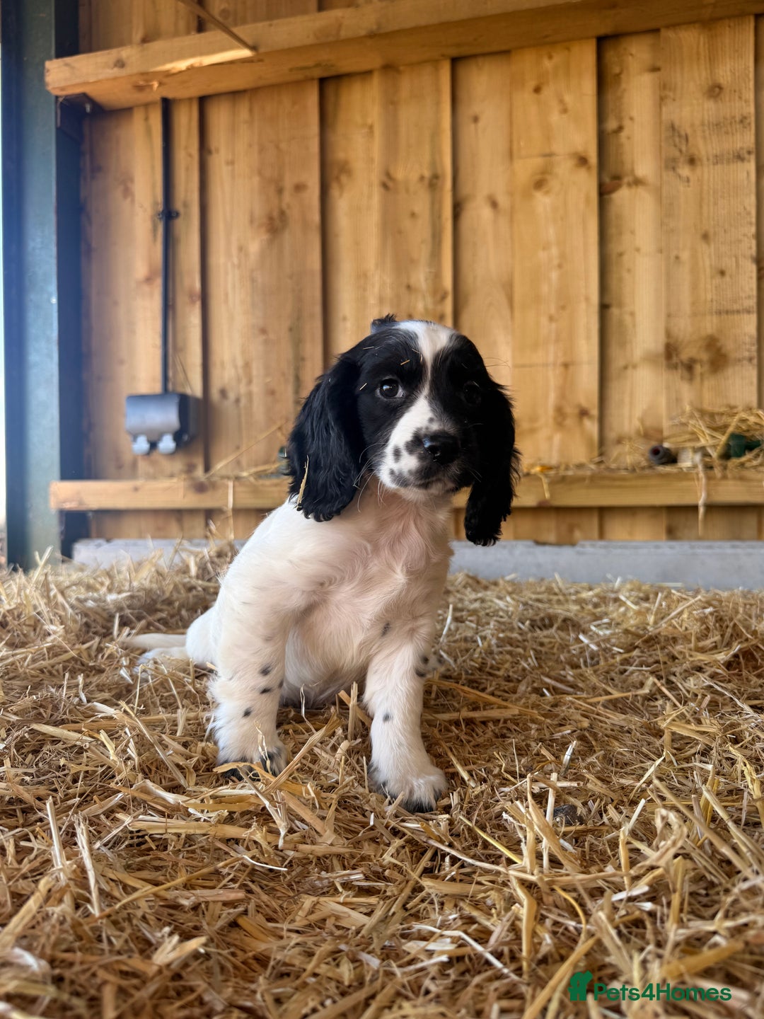 Cocker Spaniel dogs for sale: Working cockerspaniel puppies  - Advert 4