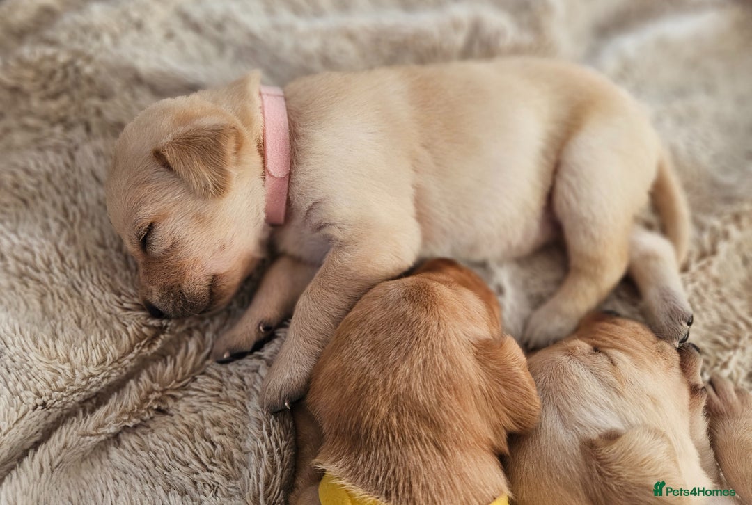 Labrador Retriever dogs for sale: KC Registered Labrador Puppies – Family Raised - Advert 4