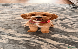 Cavapoochon dogs for sale: Cavapoochon Puppies - Ready 16 October - Image 12