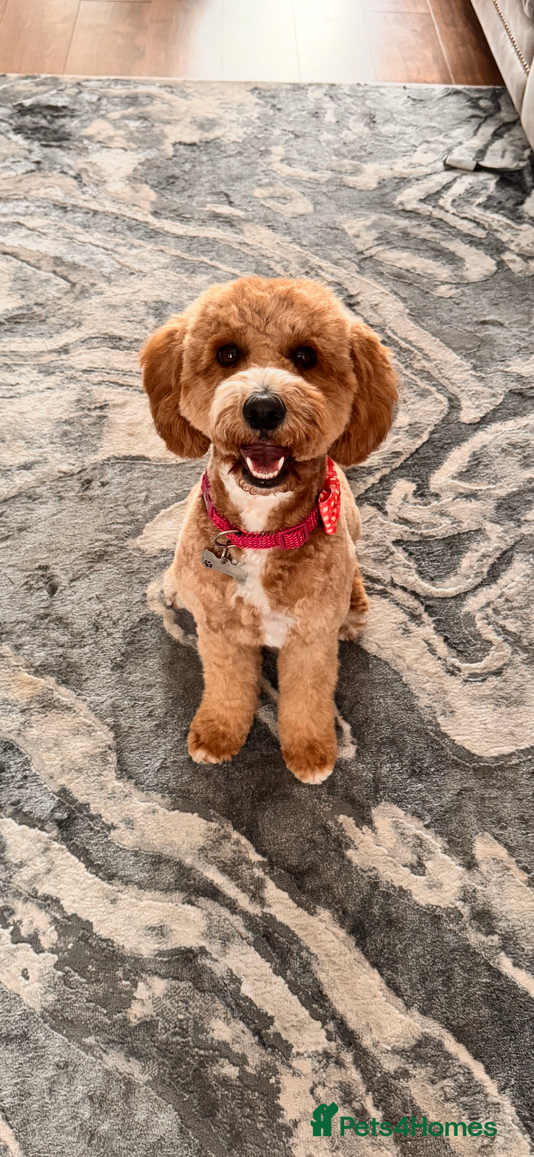Cavapoochon dogs for sale: Cavapoochon Puppies - Ready 16 October - Image 12