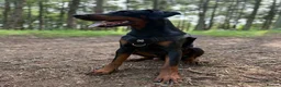 Dobermann dogs for sale: Judge - Advert 12