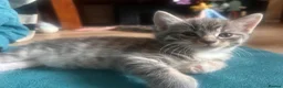 Mixed Breed cats for sale: Mixed bengal - Advert 14