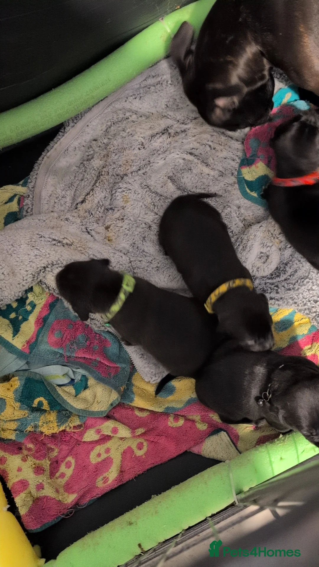 Mixed Breed dogs for sale: 3 beautiful girls looking for their own sofa  - Advert 2