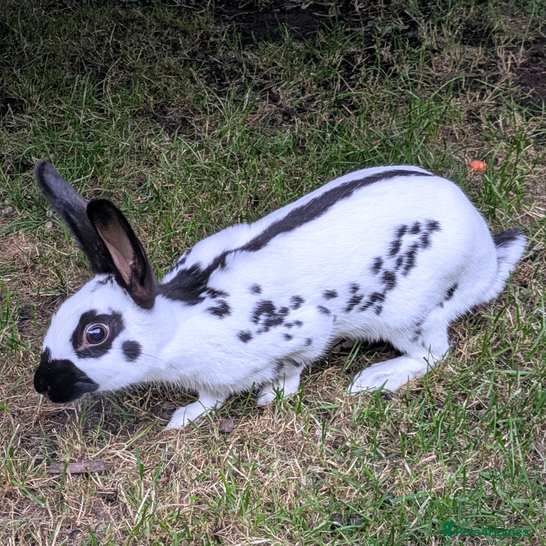 English Spot rabbits for sale: English Spot Doe - Image 2
