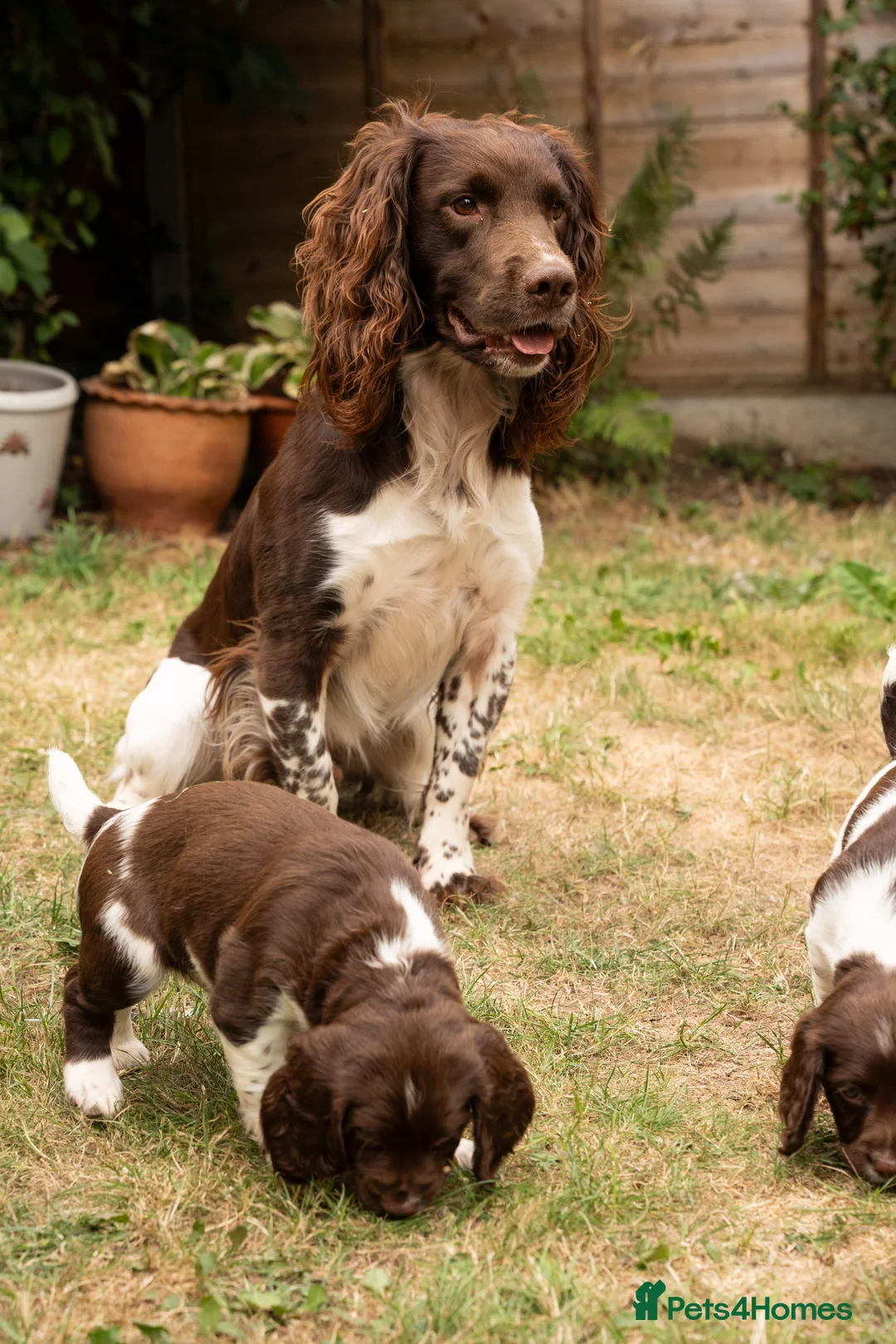English Springer Spaniel dogs for stud: Fully health tested stud, Pippenmoor Red Flame - Advert 14
