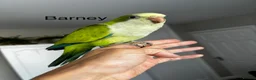 Parrots birds for sale: Silly tame Quaker babies - Advert 6