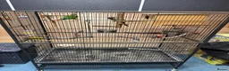 Conures birds for sale: Green Cheek Conures - Advert 10