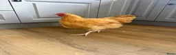 Chickens poultry for sale: Buff Orpington Cockerel  - Advert 2