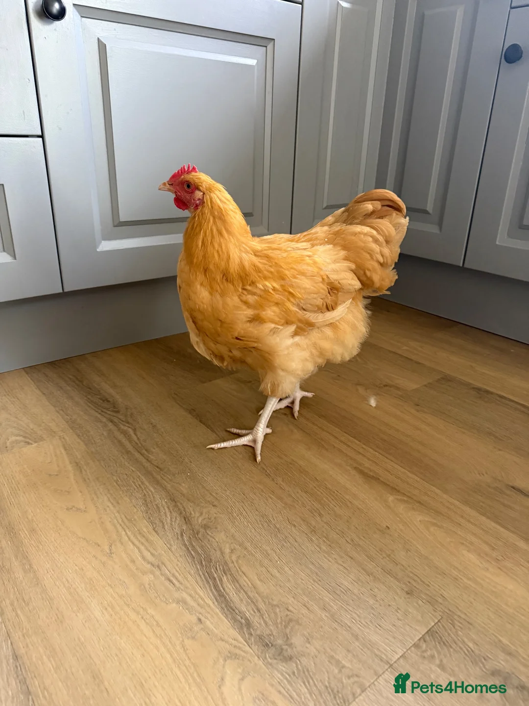 Chickens poultry for sale: Buff Orpington Cockerel  - Advert 2