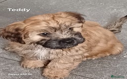 Mixed Breed dogs for sale: Maltipoo puppies  in Lincoln - Image 1