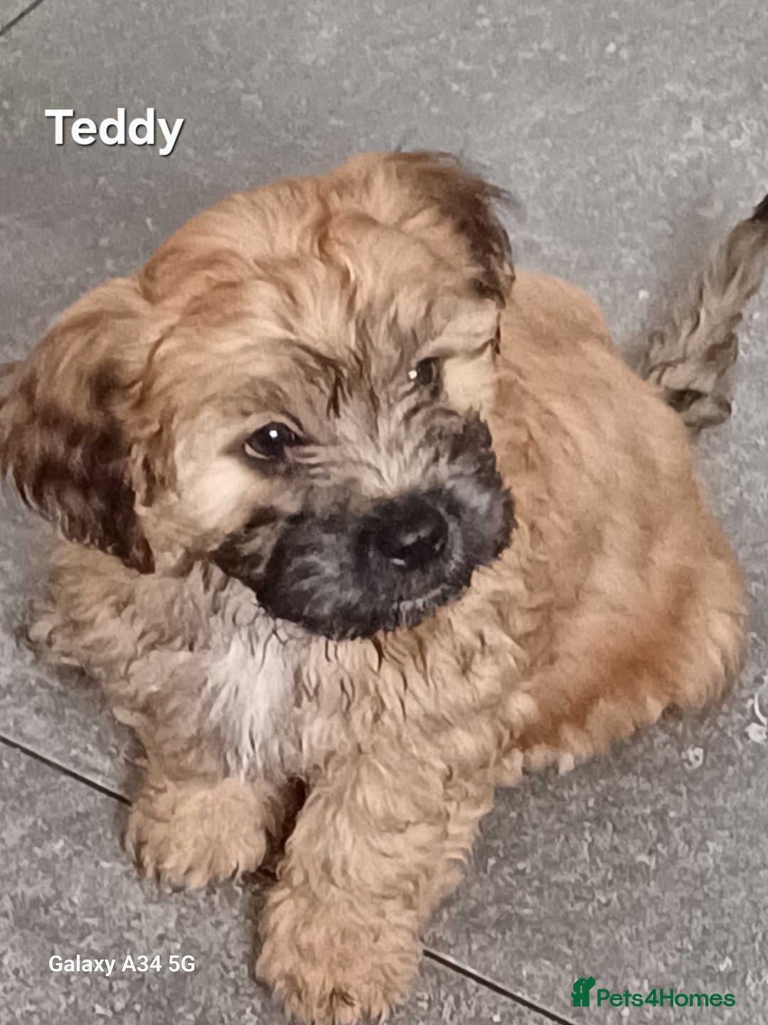 Mixed Breed dogs for sale: Maltipoo puppies  in Lincoln - Image 1
