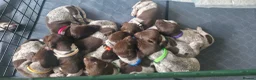 German Shorthaired Pointer dogs for sale: KC Registered German Shorthaired Pointer Puppies - Advert 1