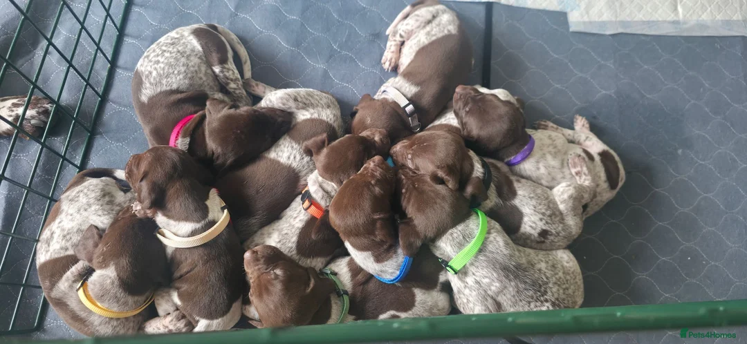 German Shorthaired Pointer dogs for sale: KC Registered German Shorthaired Pointer Puppies - Advert 1