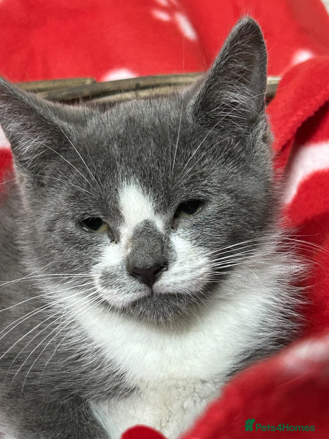 British Shorthair cats for sale: Beautiful Kittens for sale - Advert 7