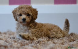 Miniature Poodle dogs for sale: Miniature Poodle Puppies from DNA tested Parents - Image 9