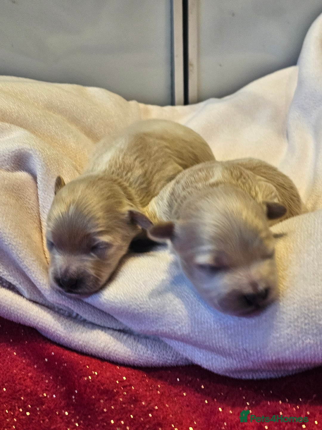 Maltipoo dogs for sale: ✨️Five star Maltipoo F1 puppies ✨️  - Advert 6