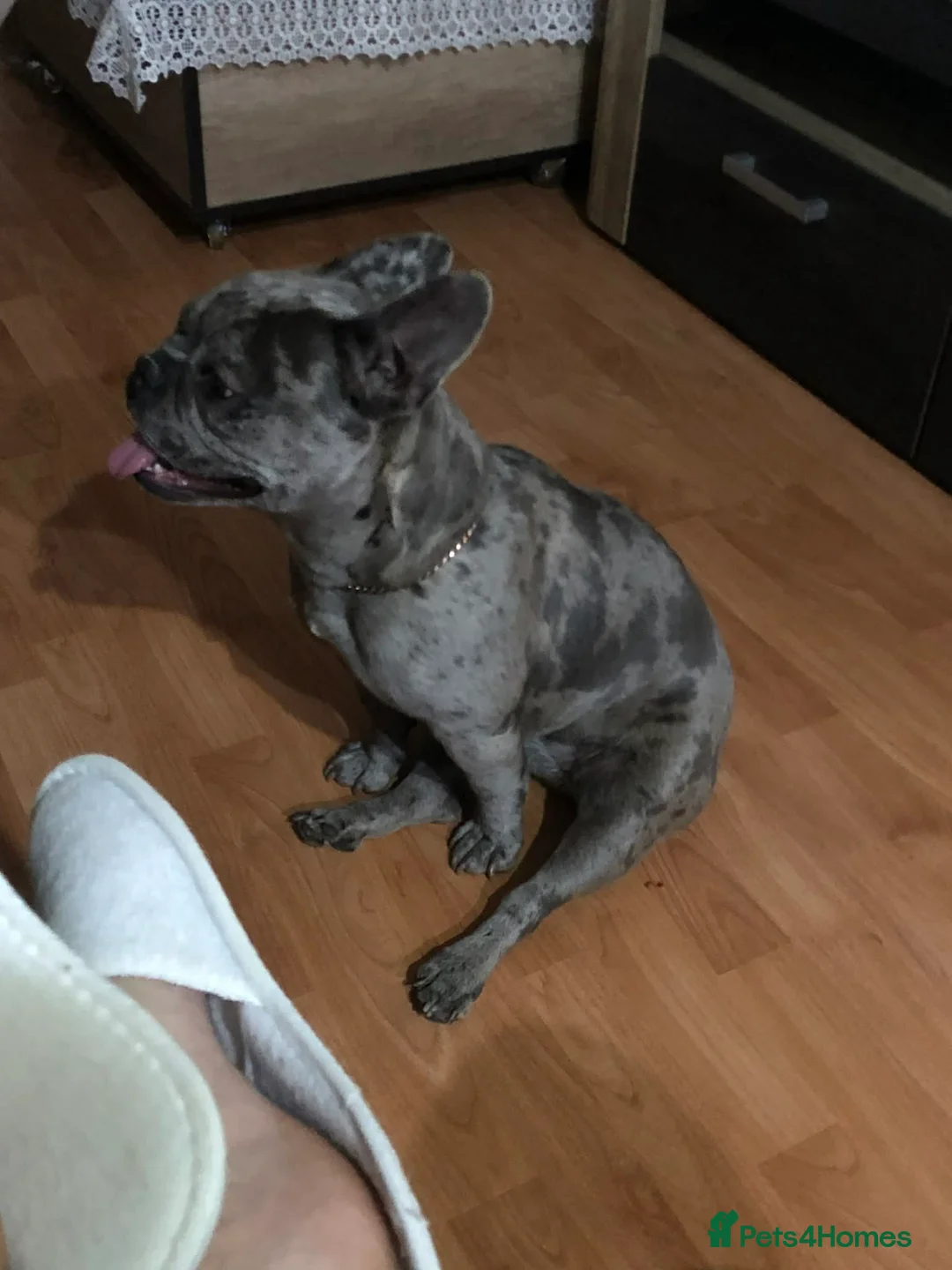 French Bulldog dogs for sale: Blue Merle girl  - Advert 1