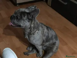 French Bulldog dogs Blue Merle girl - Advert 1