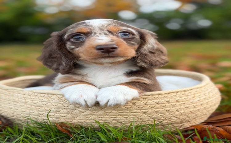 Miniature Dachshund dogs KC Miniature Dachshund Puppies - Advert 8