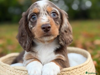 Miniature Dachshund dogs KC Miniature Dachshund Puppies - Advert 8