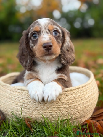 Miniature Dachshund dogs KC Miniature Dachshund Puppies - Advert 8