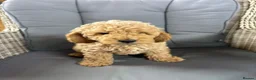 Cockapoo dogs for sale: 5 beautiful cockapoos  in Leighton Buzzard - Advert 7