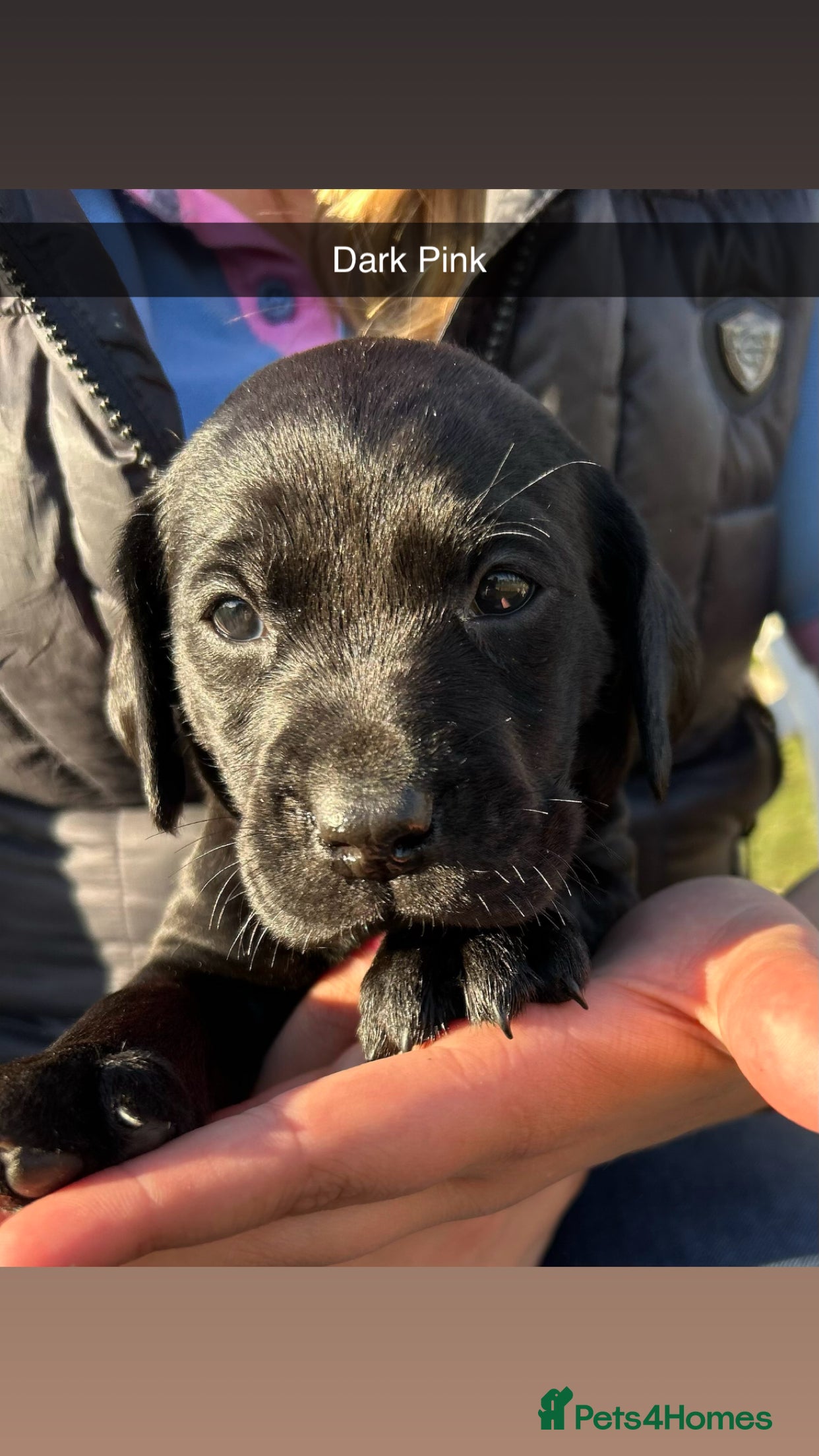 Labrador Retriever dogs Black Labrador Puppies KC Registered  - Advert 2