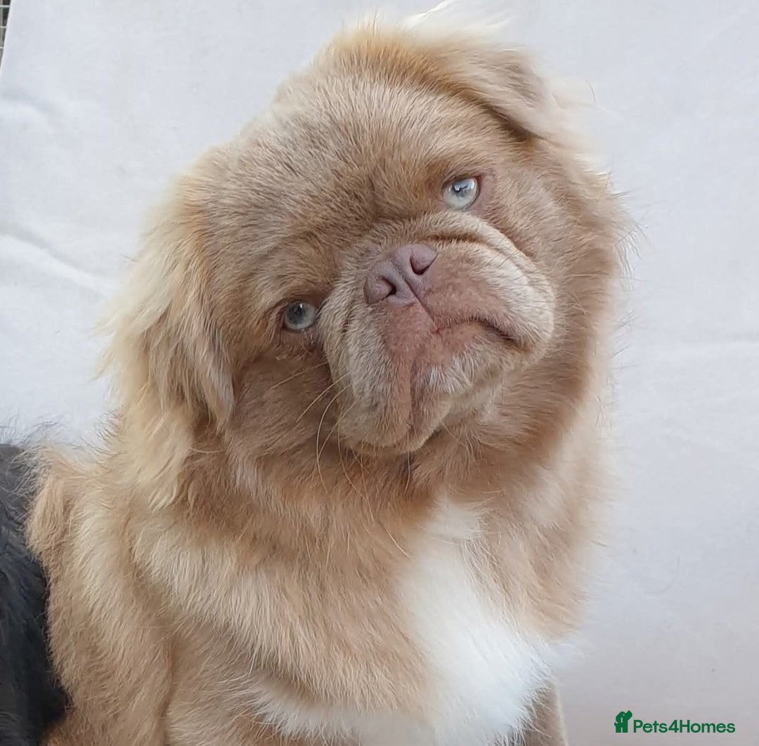 Pug dogs for stud: FLUFFY PUG STUD Blue Choc Black Tan carrier Husky - Advert 14