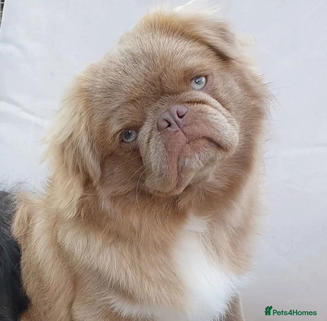 Pug dogs for stud: FLUFFY PUG STUD Blue Choc Black Tan carrier Husky - Advert 10