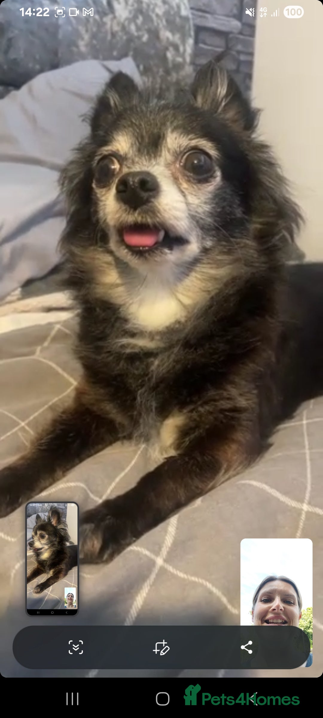 Pomchi dogs for sale: Beautiful tiny chihuahua girl - Advert 7