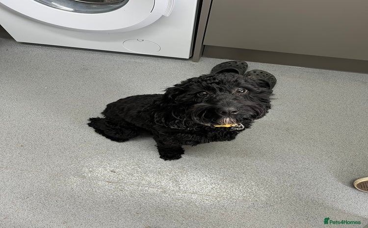 Cockapoo dogs - Advert 2