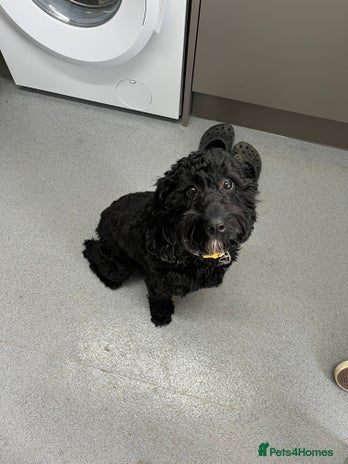 Cockapoo dogs - Advert 1