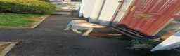 Labrador Retriever dogs for sale: 4 Month old gold lab for sale - Advert 4