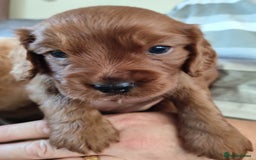 Cavapoo dogs for sale: F1B Cavapoo Red Puppies Males/Females - Image 2