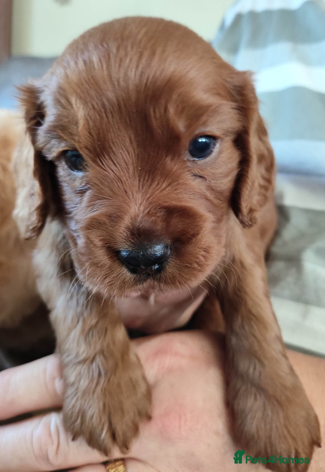 Cavapoo dogs for sale: F1B Cavapoo Red Puppies Males/Females - Image 2