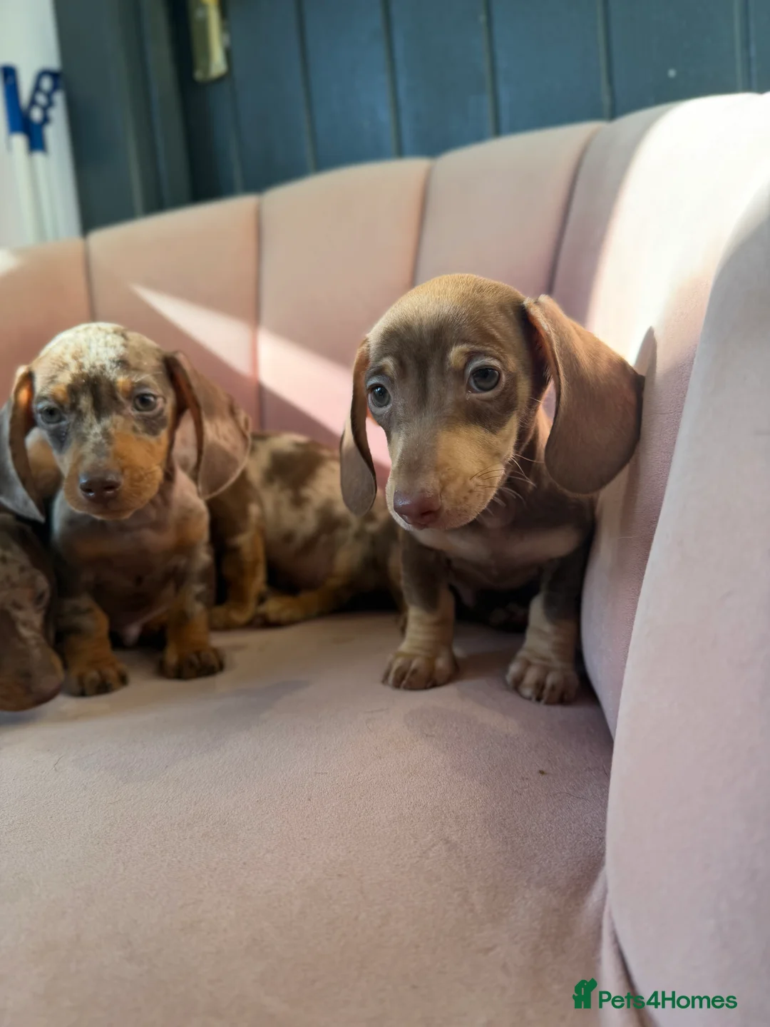Miniature Dachshund dogs for sale: Beautiful Dachshund Male Puppies Ready now  - Advert 18