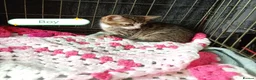 Bengal cats for sale: Bengal Cross kittens  - Advert 17