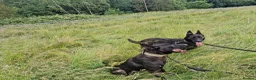 Belgian Shepherd Dog dogs for sale: Dutch Shepherd Puppies - Advert 14